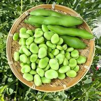 芸豆和蚕豆的区别，了解这些你就懂了！