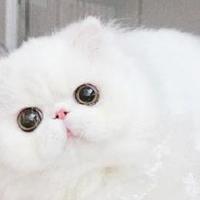 猫罐头十大品牌网中哪款好?2025最建议买猫罐头牌子分享!