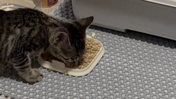 养猫不背 “异味锅”！全封闭式超大号猫厕所深度体验