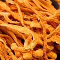 福东海虫草花：蛹虫草大孢子头干货，煲汤滋补的“营养宝藏”！