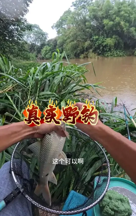 野钓:发洪水偶遇大物 切线是家常菜 #原来钓鱼才是抖音运动顶流 #今晚吃鱼 #钓鱼王饵料 #钓鱼人就是这么疯狂 #户外