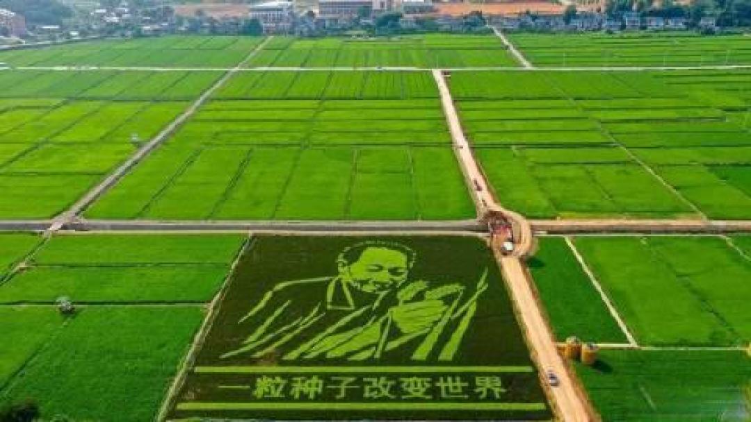 当粮仓开口:收割机轰鸣声中五千年农耕文明的隐秘低语