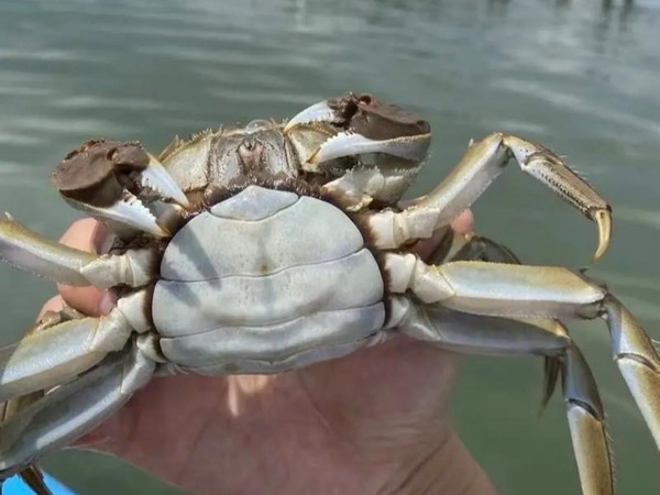 中秋吃蟹别死磕阳澄湖！这3种蟹鲜到能鲜掉眉毛