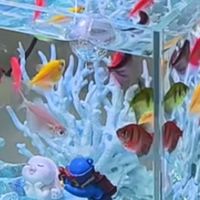 新手养鱼选购指南