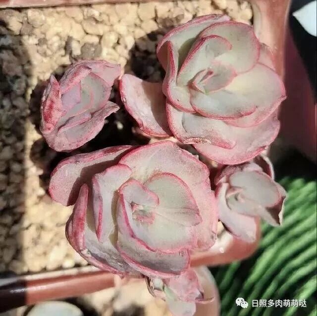 秋天最容易“出彩”的多肉植物，你养有几种呢？