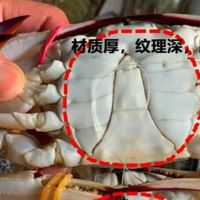 梭子蟹挑选秘籍：如何选肥美之王