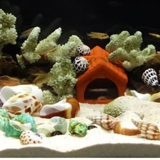 燕之雁鱼缸造景：天然海螺贝壳+仿真海星，邂逅梦幻海底绮梦！