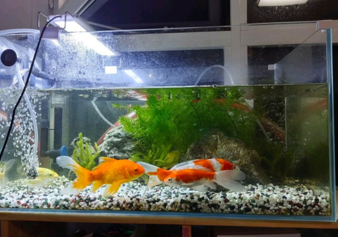 森森智能鱼缸/水族箱