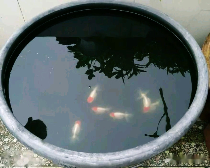 鱼缸