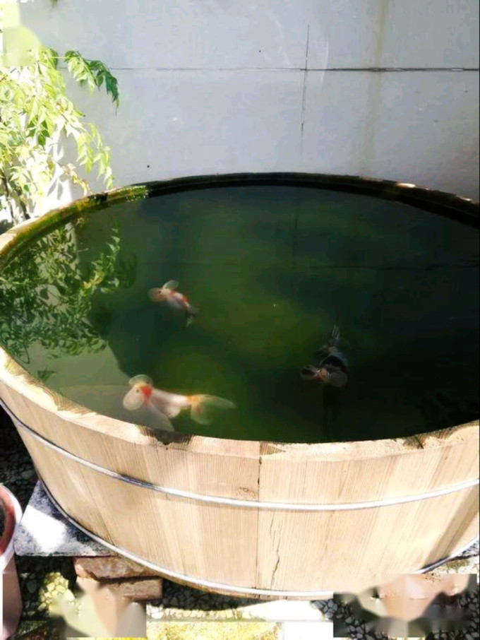 鱼缸
