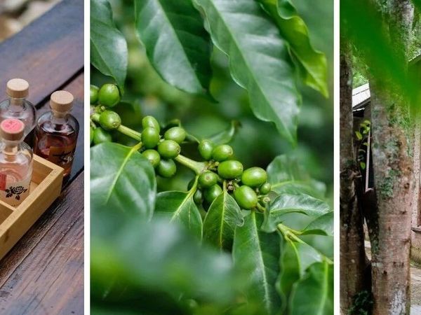 7月碎碎念 | 云南漫游，咖啡与酒皆是好风味