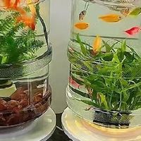 旧物改造：矿泉水桶变身创意生态鱼缸，低成本玩转桌面造景