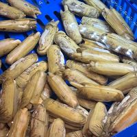 指甲螺和蛏子区别，你知道差别在哪吗？