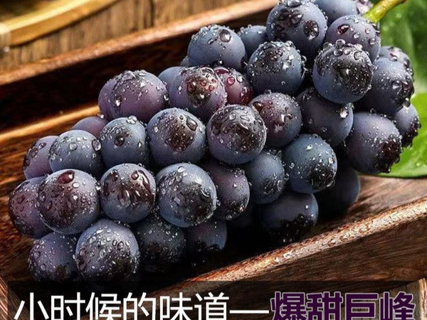超甜巨峰葡萄新鲜水果包邮3/5斤东北农家大葡萄单果9g整箱批发