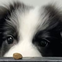 边牧挑食吃什么狗粮？这些狗粮品牌帮你搞定！