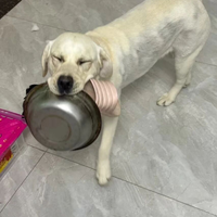 拉布拉多挑食吃什么牌子狗粮好一点？要怎么选？