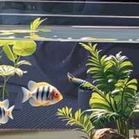 我的客厅小治愈：坤宁王金晶超白玻璃鱼缸太惊艳