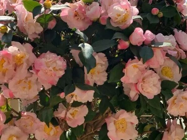 山茶花：藏在花瓣里的“春日香魂”，开一次惊艳一整年
