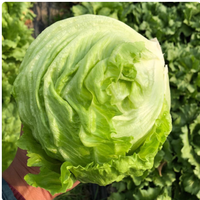 💥轻食党狂喜！这颗球生菜承包我一周的沙拉 + 汉堡自由