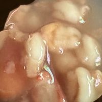 尝鲜含泪吃完王老吉的八宝粥，生姜可乐