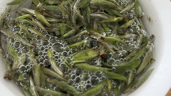 福鼎荒野头采银针，也算是喝过了！