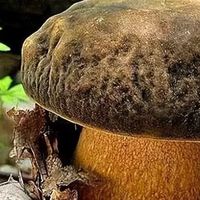 金秋“食”光：藏在秋风里的暖意与醇香