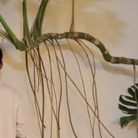 男子晒“2000买的龟背竹”，问值不值？网友：千金难买心头好~