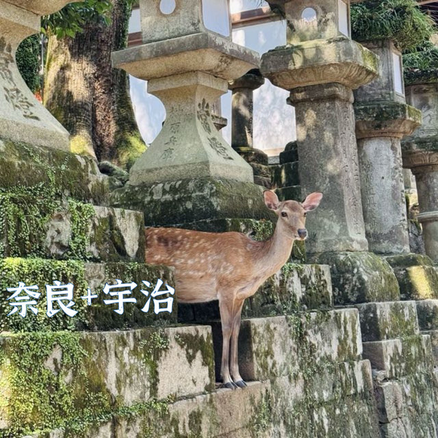 奈良到宇治一日游攻略：世界遗产、小鹿与美食的邂逅