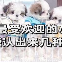 适合家养的23种可爱小型犬｜你在小区里见过几种？