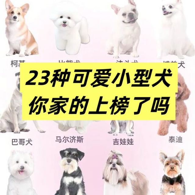 适合家养的23种可爱小型犬｜你在小区里见过几种？