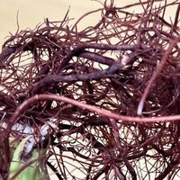 北京一女子，水培芒果根“张牙舞爪”不见叶，网友：成精了！