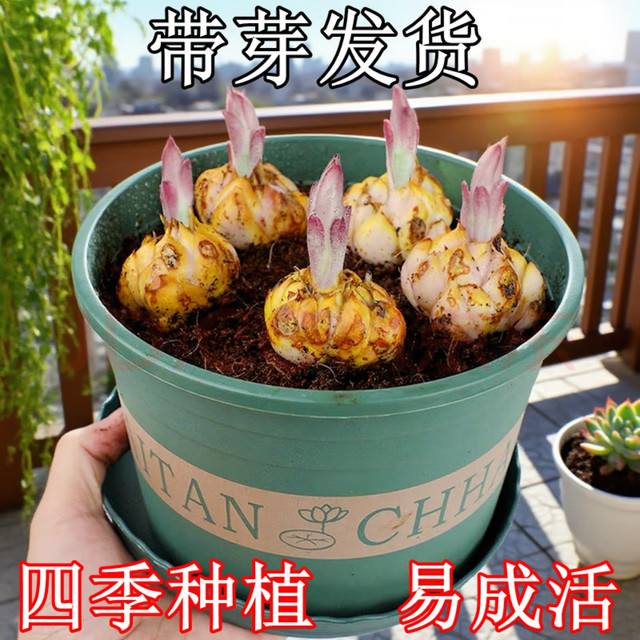 花语笙默香水百合花种球盆栽 混色种球 5个种