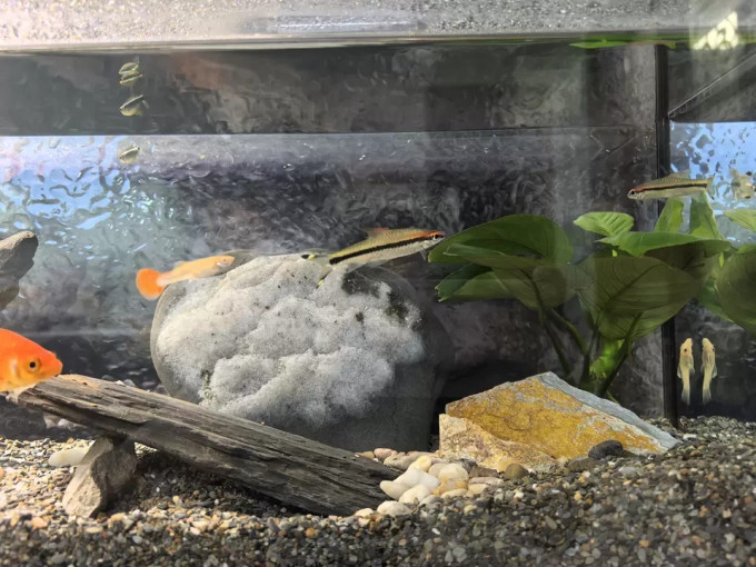 鱼缸