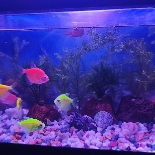 不设限鱼缸折腾乐实景水草造景教程，从新手到高手的进阶之路