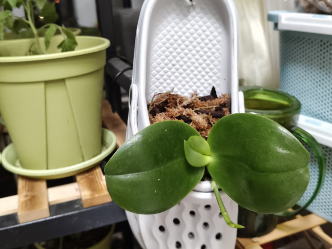 鲜花绿植