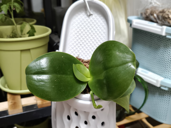鲜花绿植