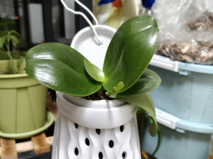 鲜花绿植