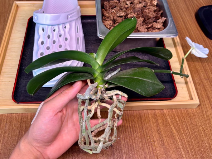 鲜花绿植