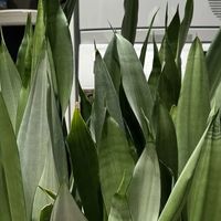 被女子“随机养1.5年”的虎皮兰，“偷偷”长出8个芽，网友：超牛