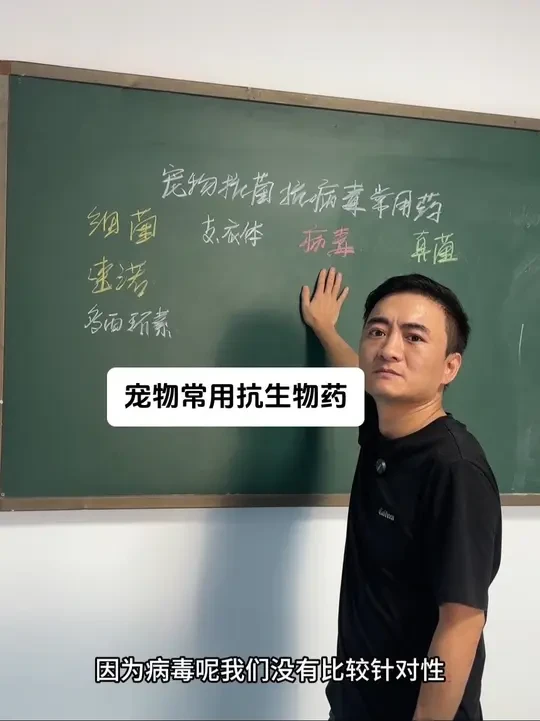 宠物常用抗生物药 #知识分享 #宠物知识