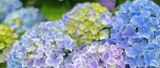 绣球花中的“开花卷王”，颜值高开花量大，阳台也能美成仙境~