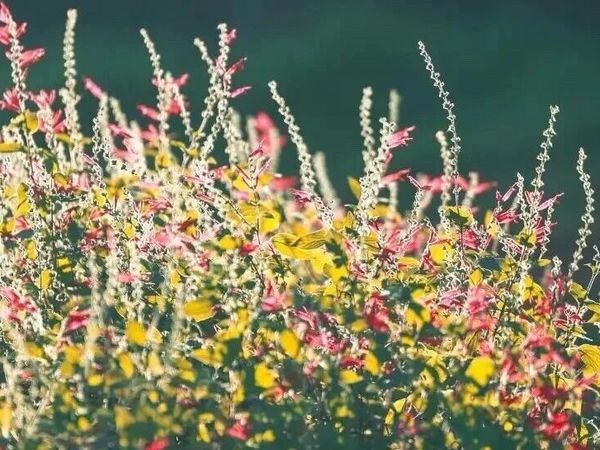 假期出行必备药品清单