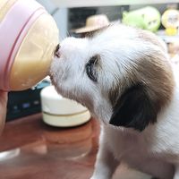 猫狗双全过十一，分享我的“土洋结合”假期养宠方案