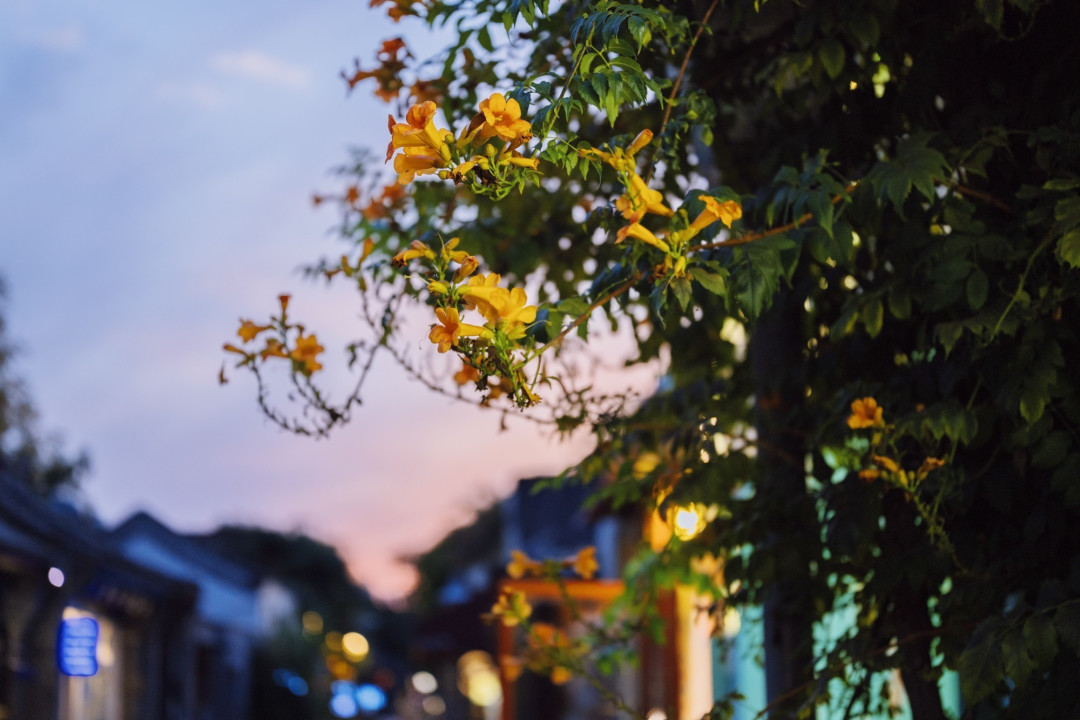霓虹初上时 带着尼康Z6III夜巡城市