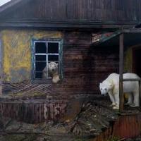 北极熊占领苏联科考站,已废弃30年