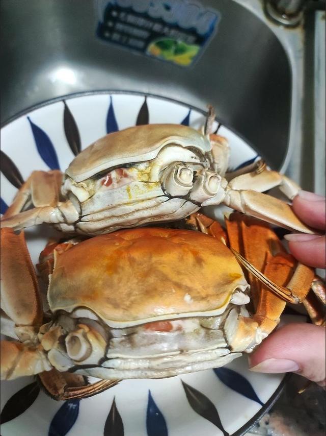 开湖第一口！苏州精品大闸蟹，公5母4够过瘾