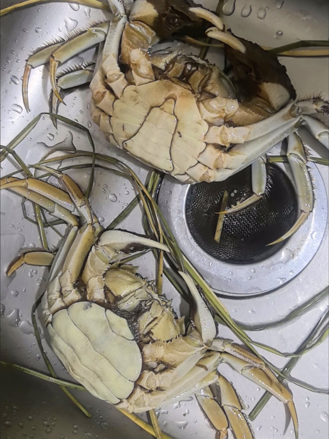 开湖尝鲜！苏州精品大闸蟹，去绳净重超实在