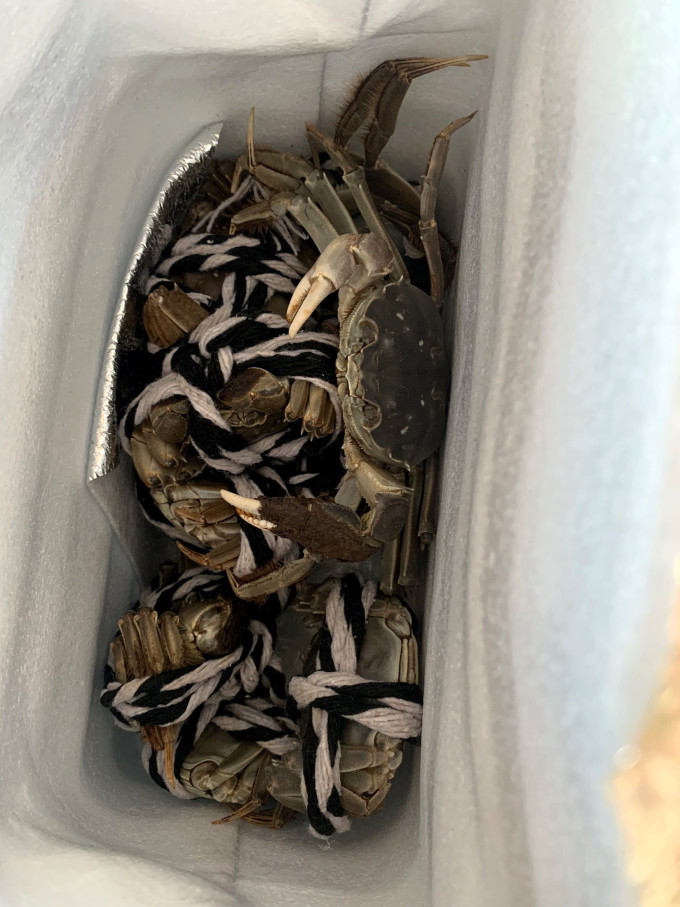 湖鲜阳澄蟹类