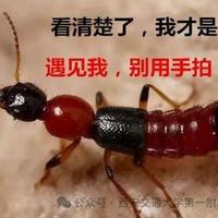 隐翅虫毒液堪比硫酸！夏季拍打可致皮肤溃烂，三招应急处理需掌握