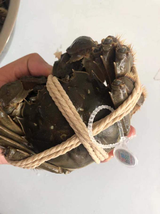 阳澄易顺蟹类